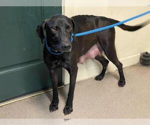 Plott Hound-Unknown Mix Dogs for adoption in Pasadena, CA, USA