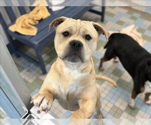 Staffordshire Bull Terrier Dogs for adoption in Fort Collins, CO, USA