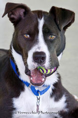 Borador Dogs for adoption in Rutherfordton, NC, USA