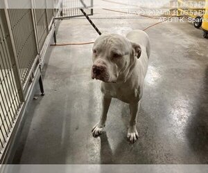 American Bulldog Dogs for adoption in Naples, FL, USA