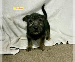 Mutt Dogs for adoption in Chester, IL, USA