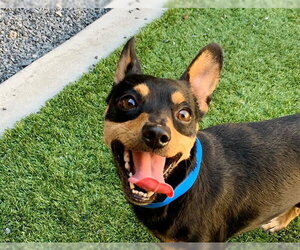 Chihuahua-Unknown Mix Dogs for adoption in Moreno Valley, CA, USA