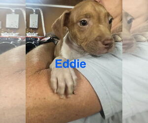 American Pit Bull Terrier-Unknown Mix Dogs for adoption in Jackson Township, NJ, USA