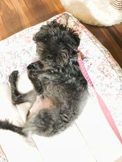Maltipoo Dogs for adoption in Caldwell, NJ, USA