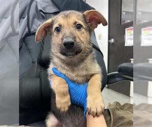 German Shepherd Dog Dogs for adoption in Stockton, CA, USA