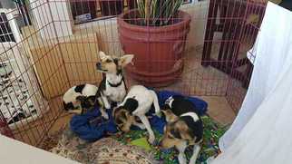 Raggle Dogs for adoption in Lighthouse Point, FL, USA