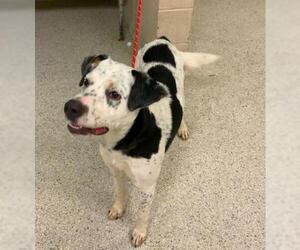 Mutt Dogs for adoption in Conroe, TX, USA