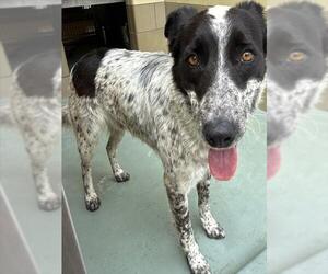 Mutt Dogs for adoption in Riverside, CA, USA
