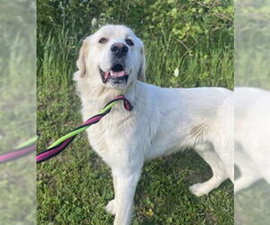 Kuvasz Dogs for adoption in Vaughan, Ontario, Canada