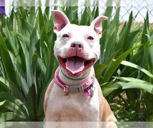 American Staffordshire Terrier Dogs for adoption in Aurora, CO, USA