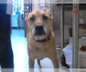 Labrador Retriever Dogs for adoption in Fayetteville, NC, USA