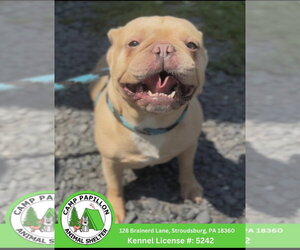 French Bulldog Dogs for adoption in Stroudsburg, PA, USA