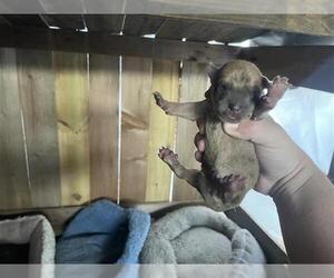 Labrador Retriever-Unknown Mix Dogs for adoption in Houston, TX, USA