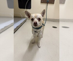 Chihuahua Dogs for adoption in Fremont, CA, USA