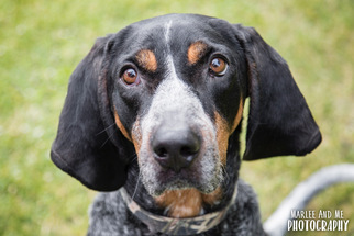 Bluetick Coonhound Dogs for adoption in Lockport, NY, USA