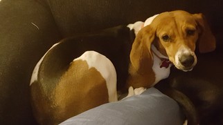 Treeing Walker Coonhound Dogs for adoption in Livonia, MI, USA