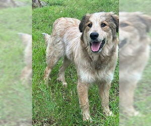 Collie-Great Pyrenees Mix Dogs for adoption in Genesee, WI, USA