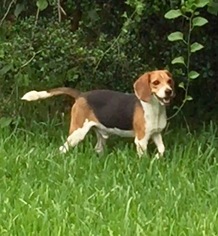 Beagle Dogs for adoption in Weston, FL, USA
