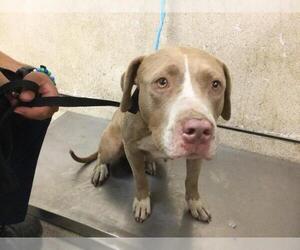 American Pit Bull Terrier-Unknown Mix Dogs for adoption in Riverside, CA, USA