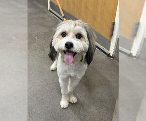 Miniature Schnauzer-Unknown Mix Dogs for adoption in Forestville, MD, USA