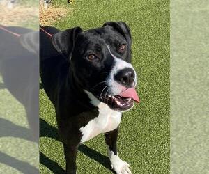 American Bulldog Dogs for adoption in Fayetteville, NC, USA