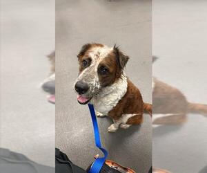 English Springer Spaniel-Unknown Mix Dogs for adoption in Corpus Christi, TX, USA