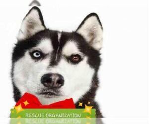 Siberian Husky Dogs for adoption in Hampton Bays, NY, USA