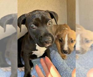 American Pit Bull Terrier-Unknown Mix Dogs for adoption in Oklahoma City, OK, USA
