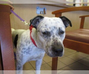 American Pit Bull Terrier Dogs for adoption in Ocala, FL, USA