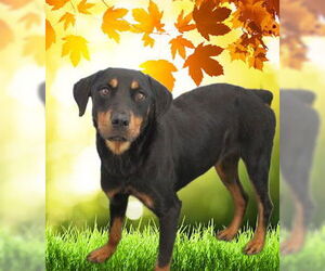 Rottweiler Dogs for adoption in Mt. Laurel, NJ, USA