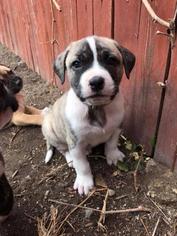 Medium Photo #1 Bulloxer Puppy For Sale in Salt Lake City, UT, USA
