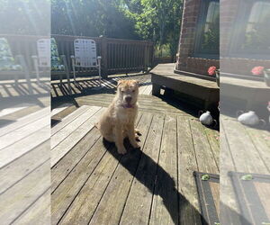 Chinese Shar-Pei-Poodle (Standard) Mix Dogs for adoption in Evansville, IN, USA