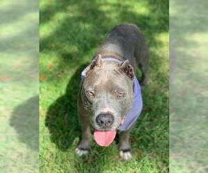 American Staffordshire Terrier Dogs for adoption in West Palm Beach, FL, USA