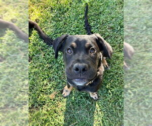 Rottweiler-Unknown Mix Dogs for adoption in San Juan Capistrano, CA, USA