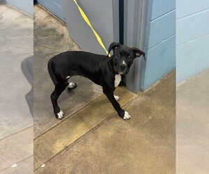 American Pit Bull Terrier-Unknown Mix Dogs for adoption in Evansville, IN, USA