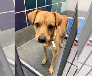 Chihuahua-Unknown Mix Dogs for adoption in Lakewood, CO, USA