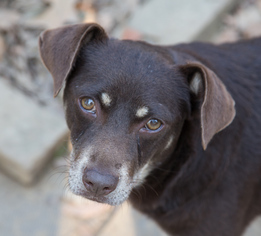 Miniature Pinscher Dogs for adoption in Nesbit, MS, USA