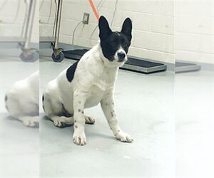 Mutt Dogs for adoption in Fayetteville, NC, USA
