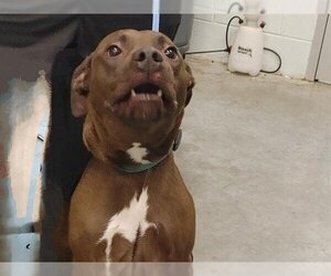 Labrador Retriever Dogs for adoption in Tavares, FL, USA