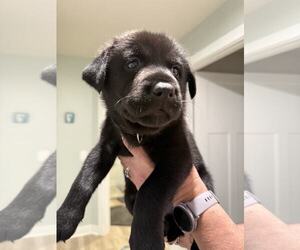 Huskies -Labrador Retriever Mix Dogs for adoption in Holly Springs, NC, USA