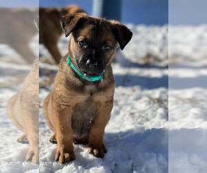 German Shepherd Dog-Unknown Mix Dogs for adoption in Brooklyn Center, MN, USA