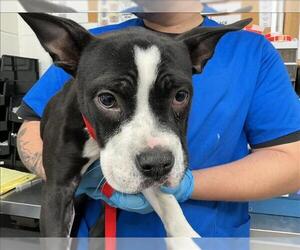 Mutt Dogs for adoption in San Bernardino, CA, USA