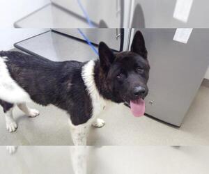 Akita Dogs for adoption in Fort Lauderdale, FL, USA