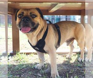 Pug-Unknown Mix Dogs for adoption in San Antonio, TX, USA