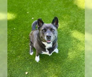 German Shepherd Dog Dogs for adoption in Salinas, CA, USA