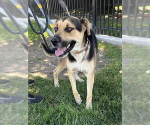 German Shepherd Dog-Unknown Mix Dogs for adoption in Stockton, CA, USA