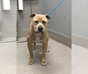 American Pit Bull Terrier-Unknown Mix Dogs for adoption in Las Vegas, NV, USA