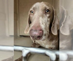 Catahoula Leopard Dog-Weimaraner Mix Dogs for adoption in Louisville, KY, USA