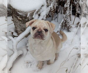 Pug Dogs for adoption in Fargo, ND, USA