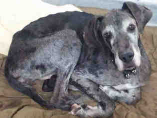 Great Dane Dogs for adoption in Pittsburgh, PA, USA